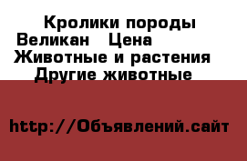Кролики породы Великан › Цена ­ 1 000 -  Животные и растения » Другие животные   